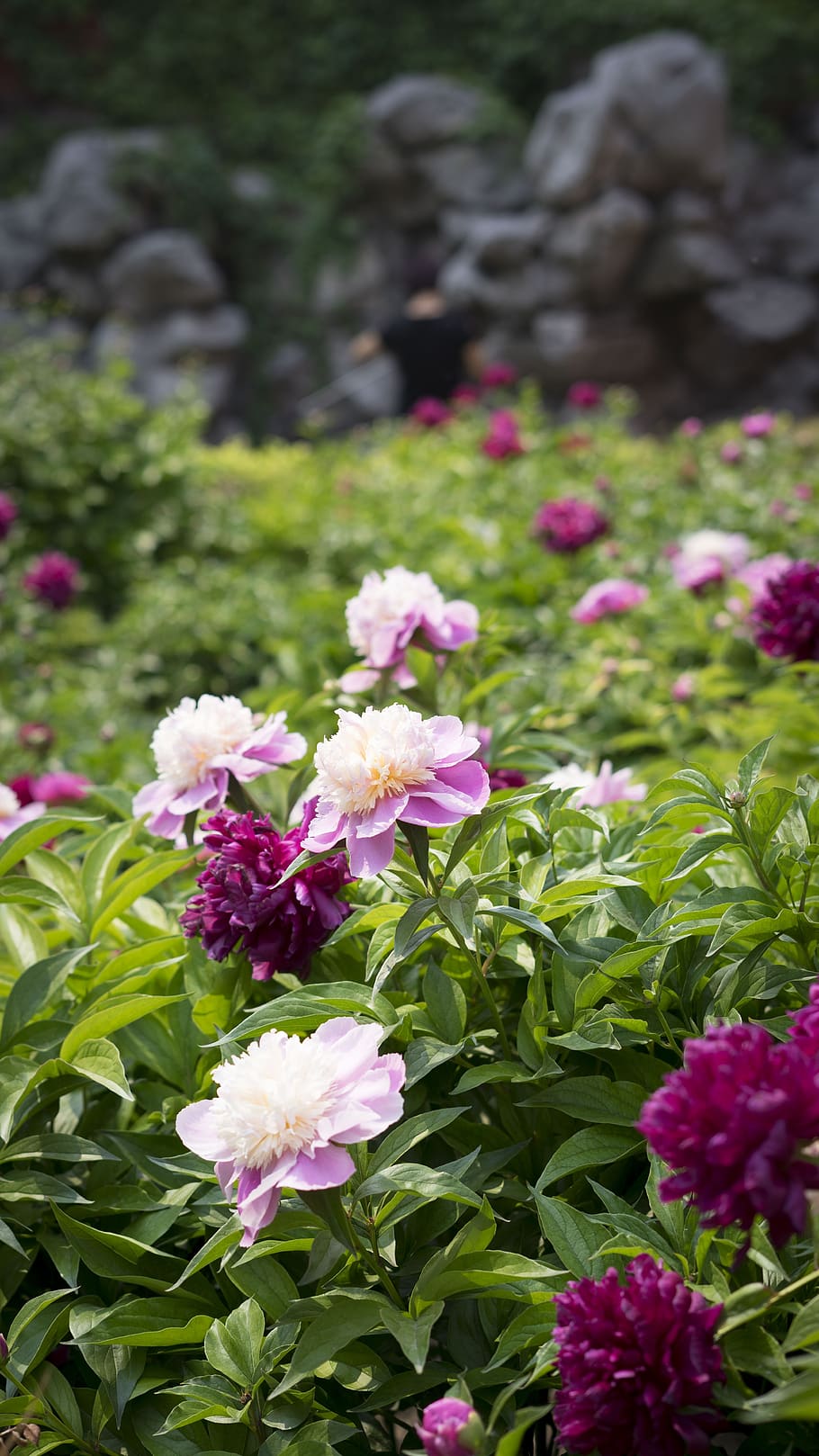 flowers, peony, red, green, plant, grass, flowering plant, flower, beauty in nature, freshness