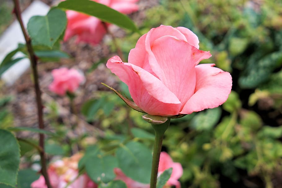 planta de rosa rosa, rosa, flor, naturaleza, rosa rosa, flores de rosa, jardín, color rosa, planta, pétalo