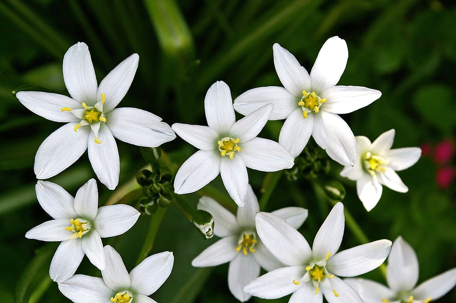 白い花 花壇 白い星 自然 庭 白 植物 花 開く 花の球根 Pxfuel