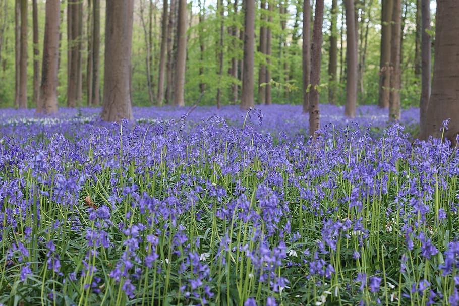 halle, bosque, primavera, bélgica, jacinto, púrpura, flores, azul ...