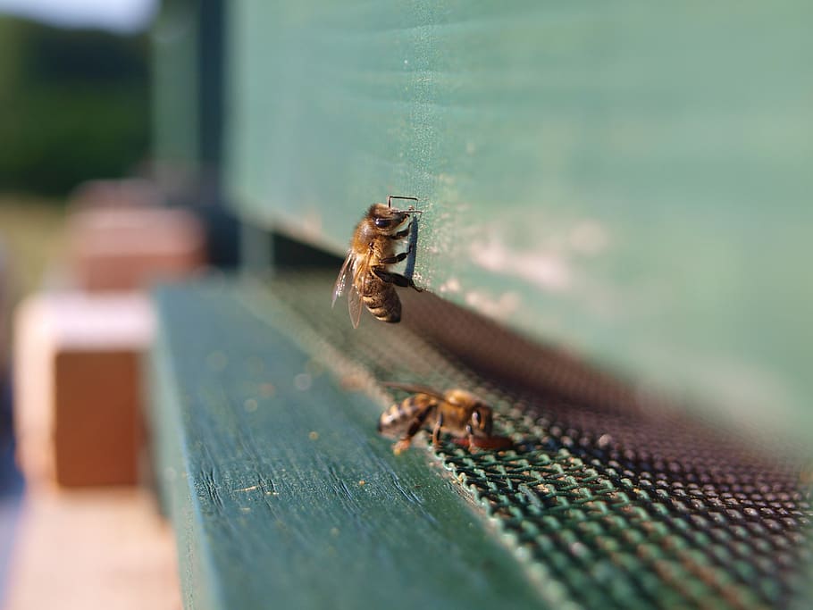 miel de abeja, insecto, abeja, miel, colmena, naturaleza, polen, néctar, de cerca, macro