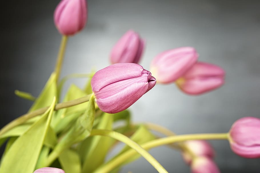 bouquet, pink, petaled flowers, tulip, flowers, blossom, bloom, spring, nature, plant