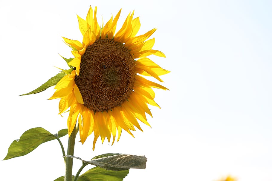 agriculture, sunflower, bloom, flower, plant, yellow, summer, nature, outdoor, flowering plant