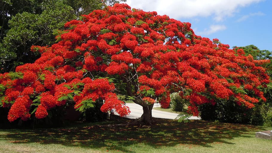 clustered, red, leaf tree, red leaf, tree, flowering tree, poinsiana, bermuda, floral, plant