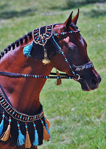 Claire Honesto Fascinante Fotos correas para caballos libres de regalías | Pxfuel
