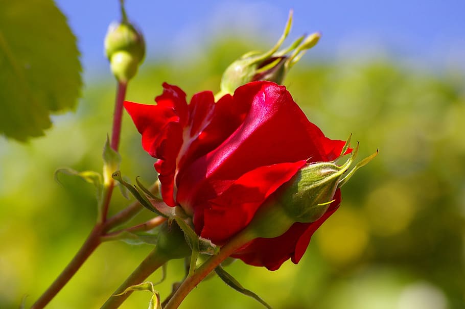 Красные бутоны 15 дата выхода. Цветы розы. Куст розы. Куст розы с бутонами. Красный садовый бутон.