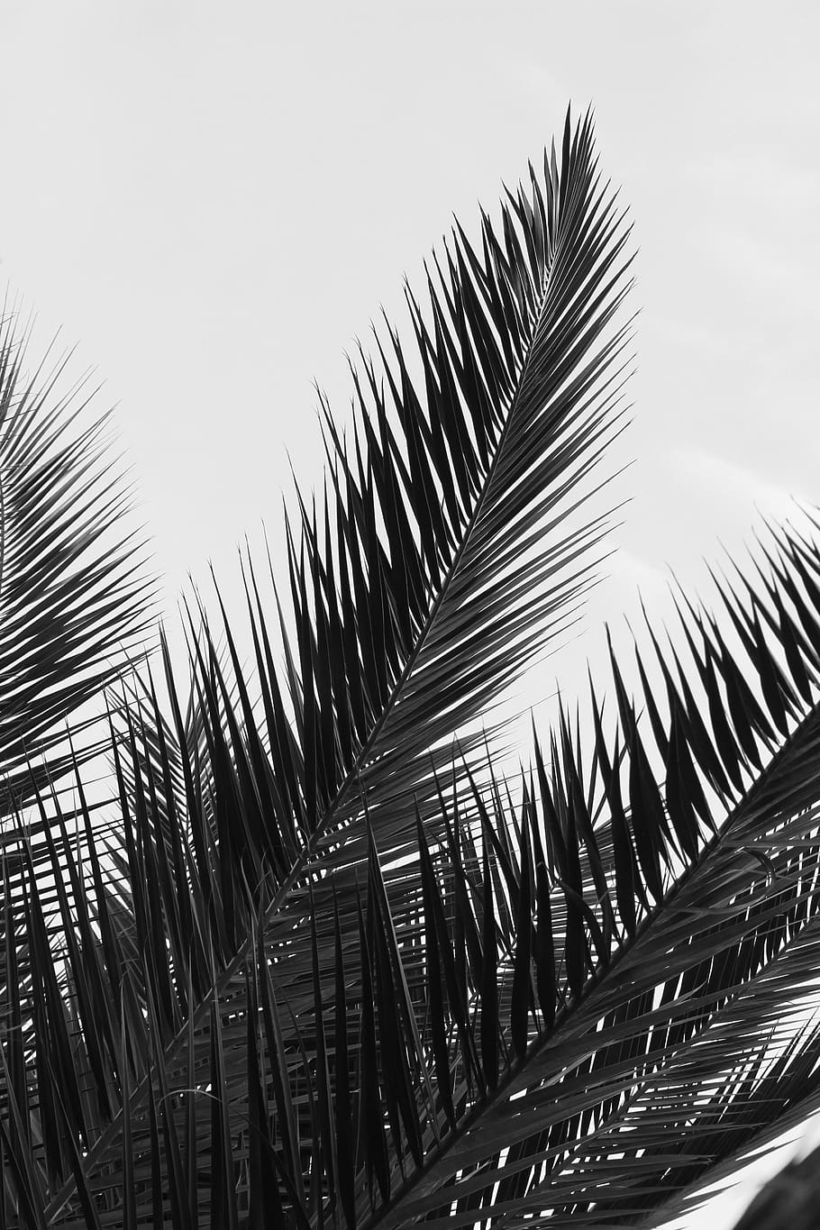 black and white, black, dark, mood, tropical, palm, leaves, leaf, closeup, close-up