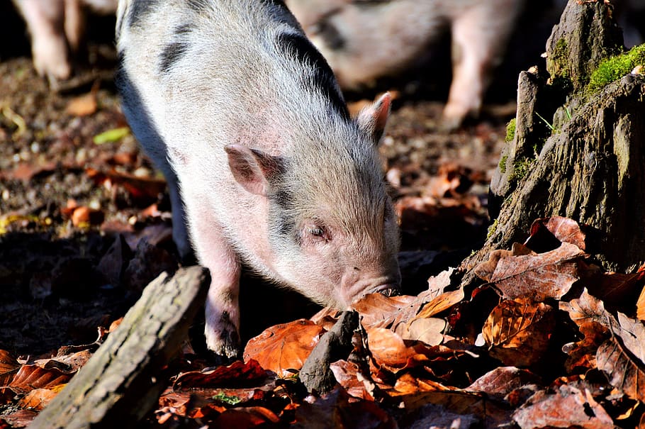 pot bellied pig, pig, piglet, young animal, sow, livestock, dirty, mammal, bristle cattle, thick