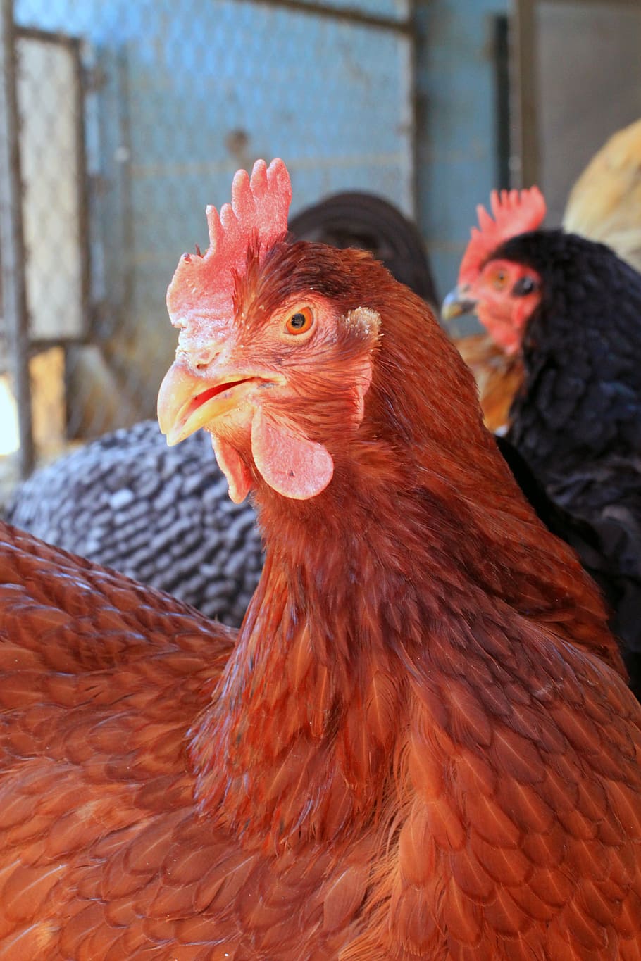 ayam, induk ayam, ayam dara, merah, Rhode island, Inggris baru, pertanian, hidup, hewan, burung