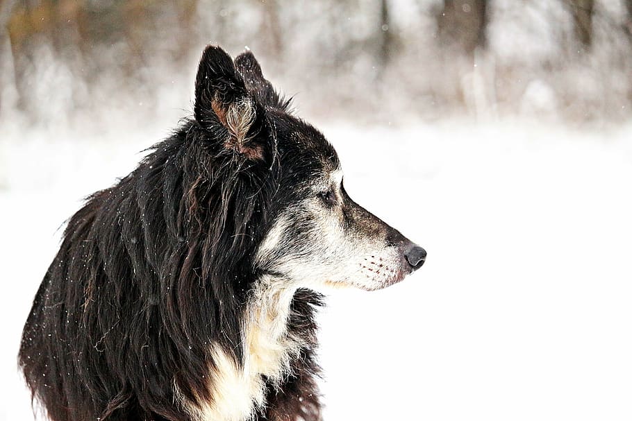 dog, border, snow, old dog, herding dog, british sheepdog, collie, border collie, pet, animal