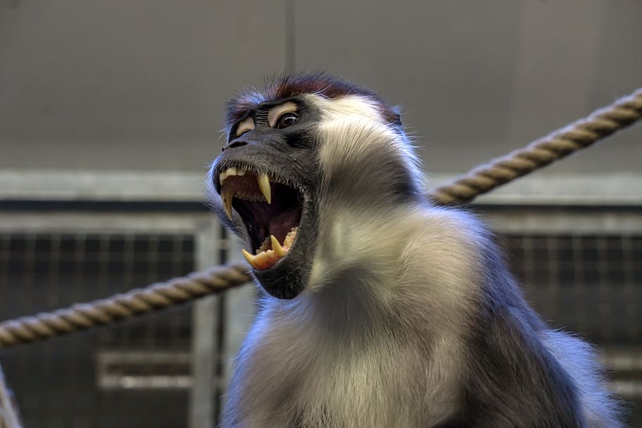 close-up photo, gray, monkey opening mouth, monkey, zoo, äffchen, animal, ape, animal world, nature