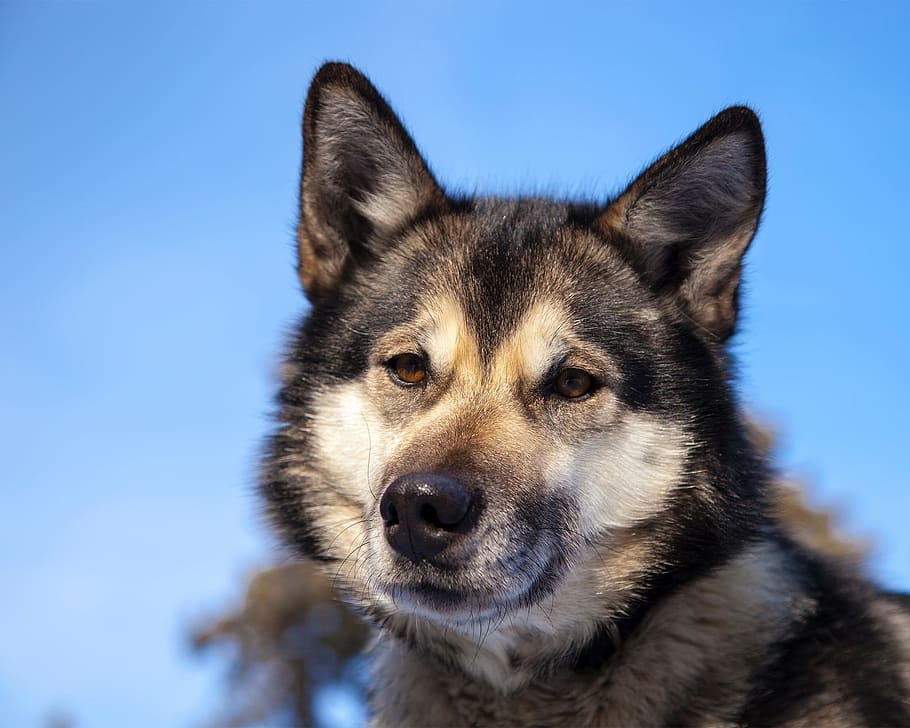 adulto, blanco, negro, fotografía de primer plano del malamute de Alaska, husky, perro, canino, retrato, perro de trineo, mirando