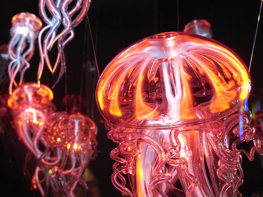 close-up photography, Jellyfish, Luminous, Light, luminous jellyfish, light phenomenon, lichtspiel, glass, glasses, illuminated