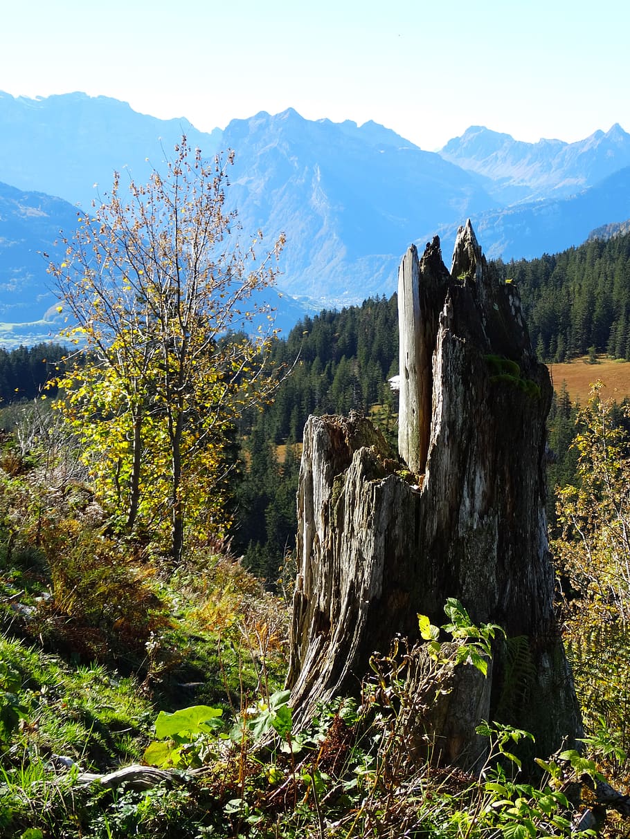 tree stump, log, storm damage, dead plant, mountain fauna, foresight, alpine, harsh climate, mountain, scenics - nature