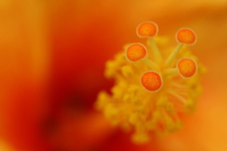orange, flower, close up, macro, background, bloom, blossom, color, nature, natural