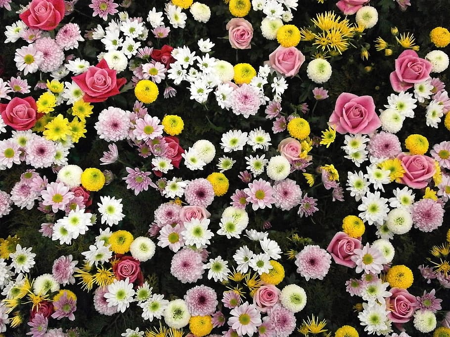 pink, yellow, white, petaled flowers, flowers, texture, flower carpet, chrysanthemum, rose, dahlia