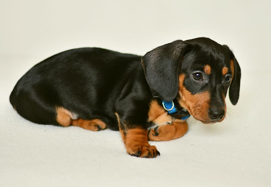 black, tan, dachshund puppy, dachshund, puppy, young animal, dog, fur, animal, pet