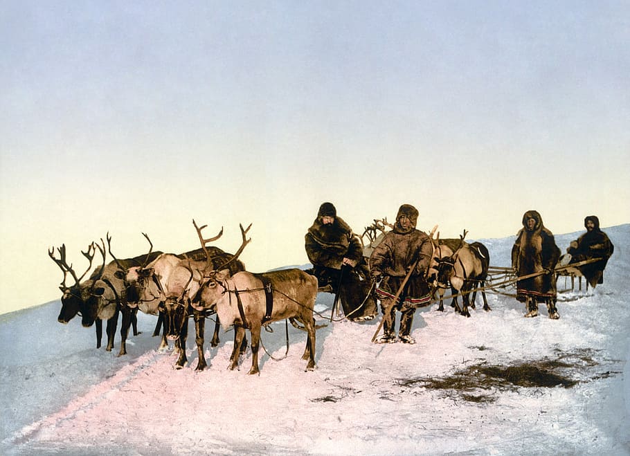 herd, buck, carrier, snowfield, reindeer, slide, reindeer sleigh, eskimos, photochrom, arkhangelsk