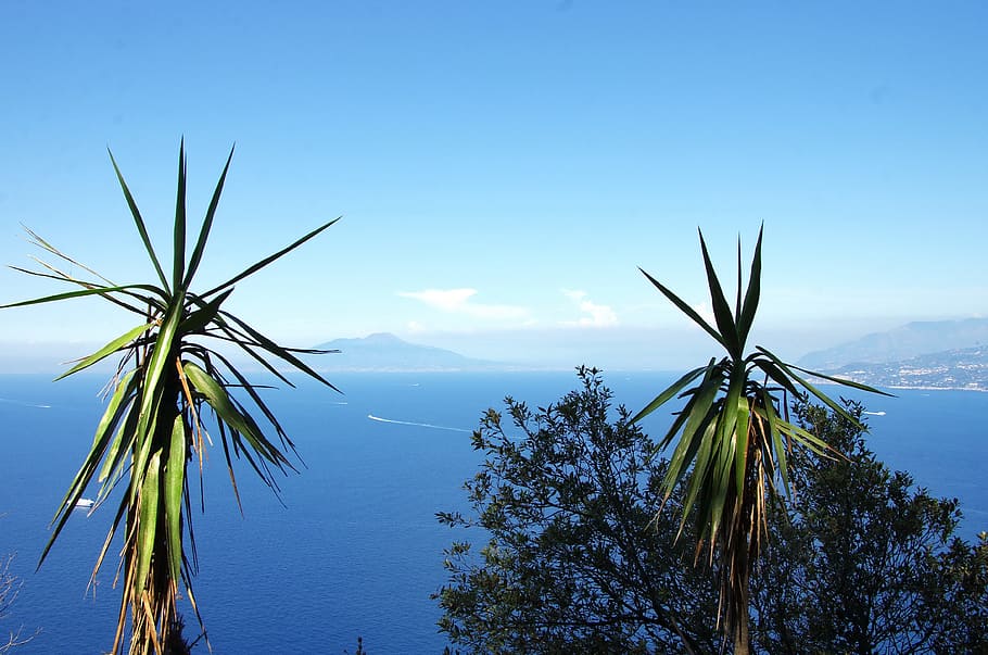 green leaves, Italy, Capri, Island, Mediterranée, capri, island, peninsula of sorrento, bay of naples, yuccas, panorama