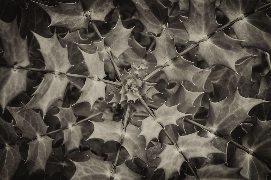spiral leaves, shrub, spiky leaves, botany, outdoor, nature, leaf, plant, environment, foliage