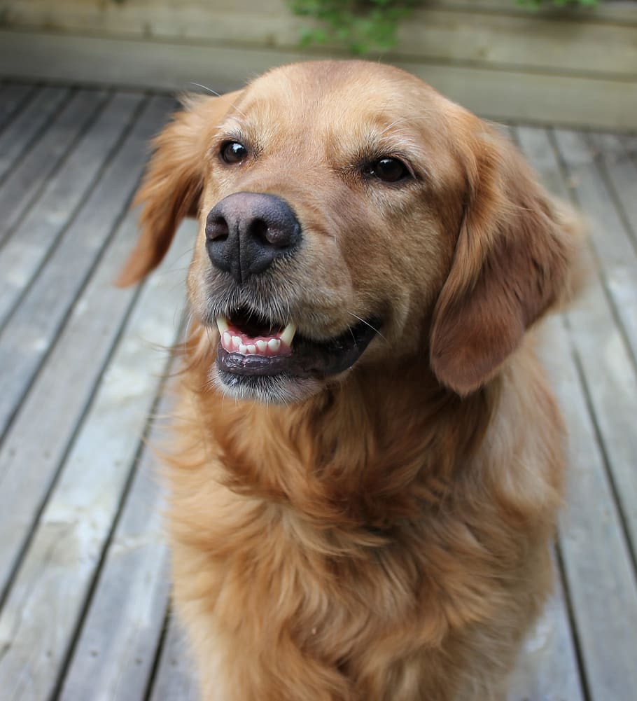 犬 笑顔 幸せ 1匹の動物 ペット 家畜 動物のテーマ 動物 哺乳類 脊椎動物 Pxfuel