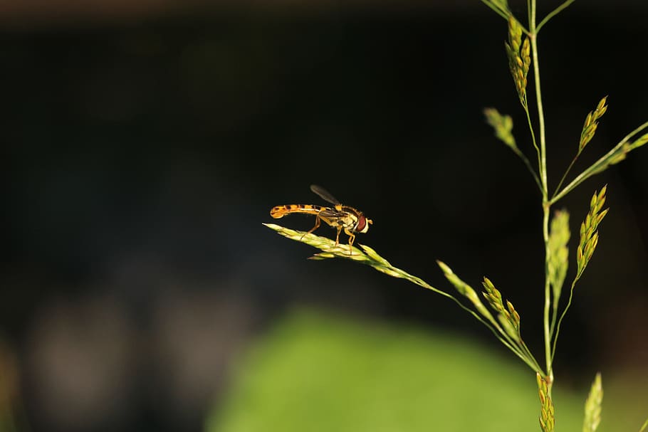 fly, hoverfly, blade of grass, grass, nature, macro, close up, insect, plant, beauty in nature