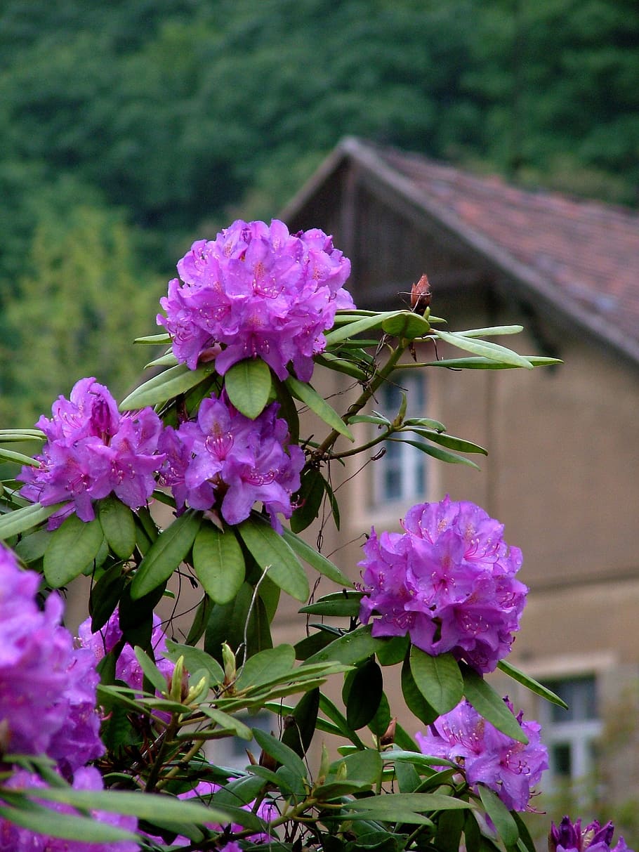 spring, rhododendron, purple, flower, dresden, rhododendron park wachwitz, plant, flowering plant, vulnerability, fragility