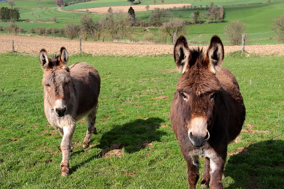 donkey, domestic donkey, Domestic Donkey, donkey, equus asinus asinus, animals, go, stand, brown, dark brown, for two