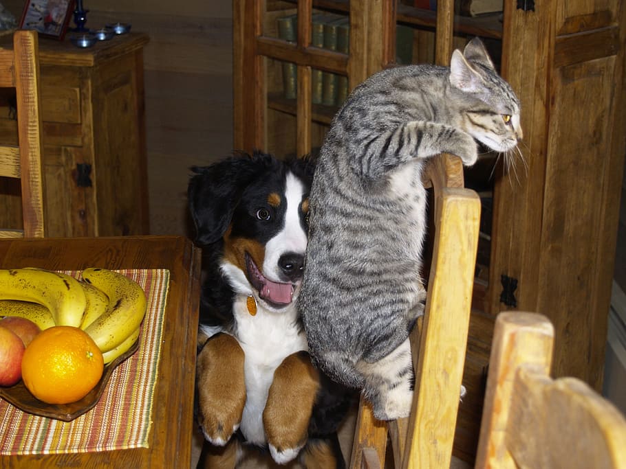 brown, tabby, cat, bernese mountain puppy, pets, playful, playing, young, dog, canine