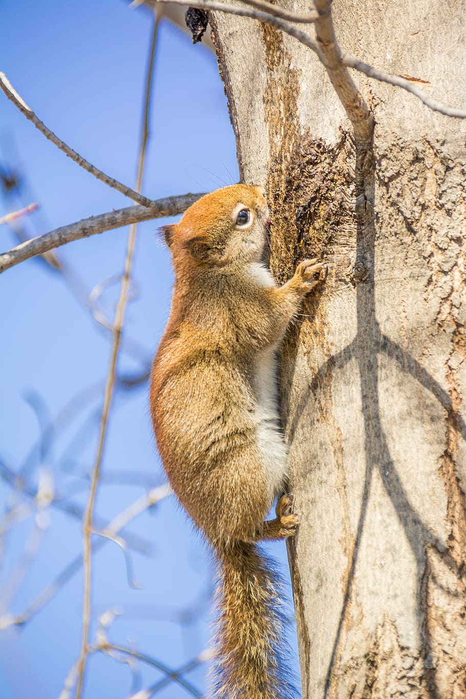 red squirrel, rodent, squirrel, nature, wildlife, cute, wild, small, furry, animal