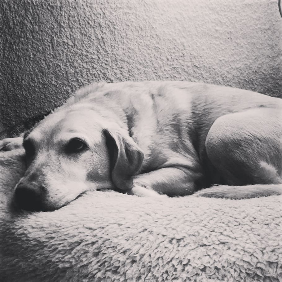 labrador, preguiça, preto e branco, descansando, amigo, sono, bonito, animal de estimação, sesta, cão descansando