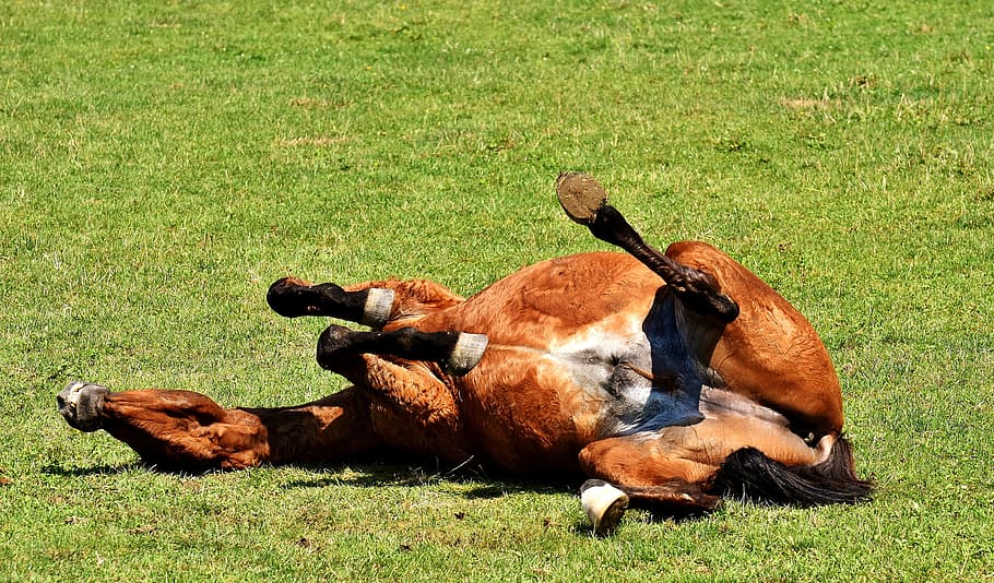 horse, coupling, left out, play, rolling, meadow, funny, pasture, paddock, animal