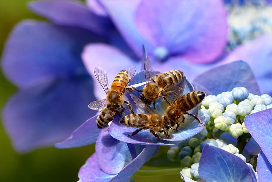 focused, black-and-brown wasps, plant, hydrangea, plate hydrangea, hydrangea ceae, blue, animal, insect, bee