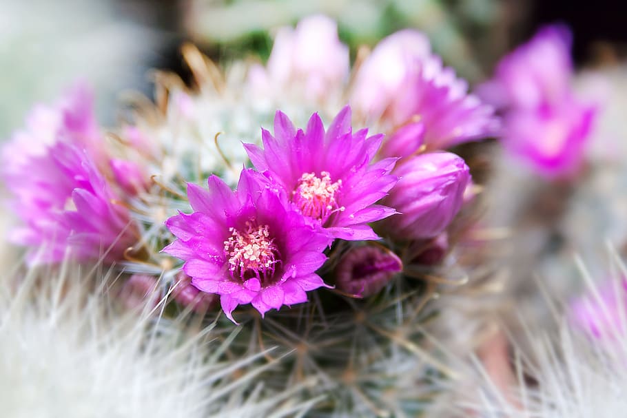 selective, focus photo, pink, white, petaled flowers, cactus, spur, arizona, plant, prickly