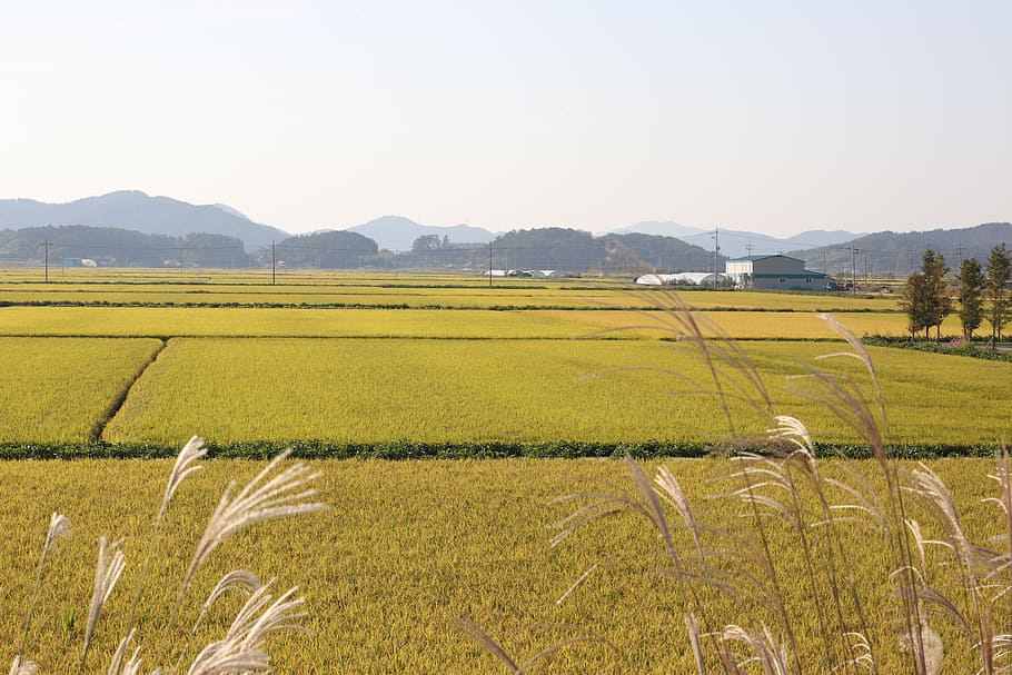 plain, ch, rice paddies, landscape, environment, field, agriculture, land, plant, scenics - nature