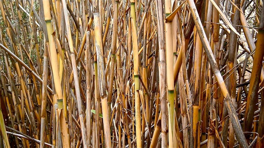 cane, arundo donax, stems cylindrical, vegetable, botany, nature, wallpaper, plant, bamboo - plant, growth