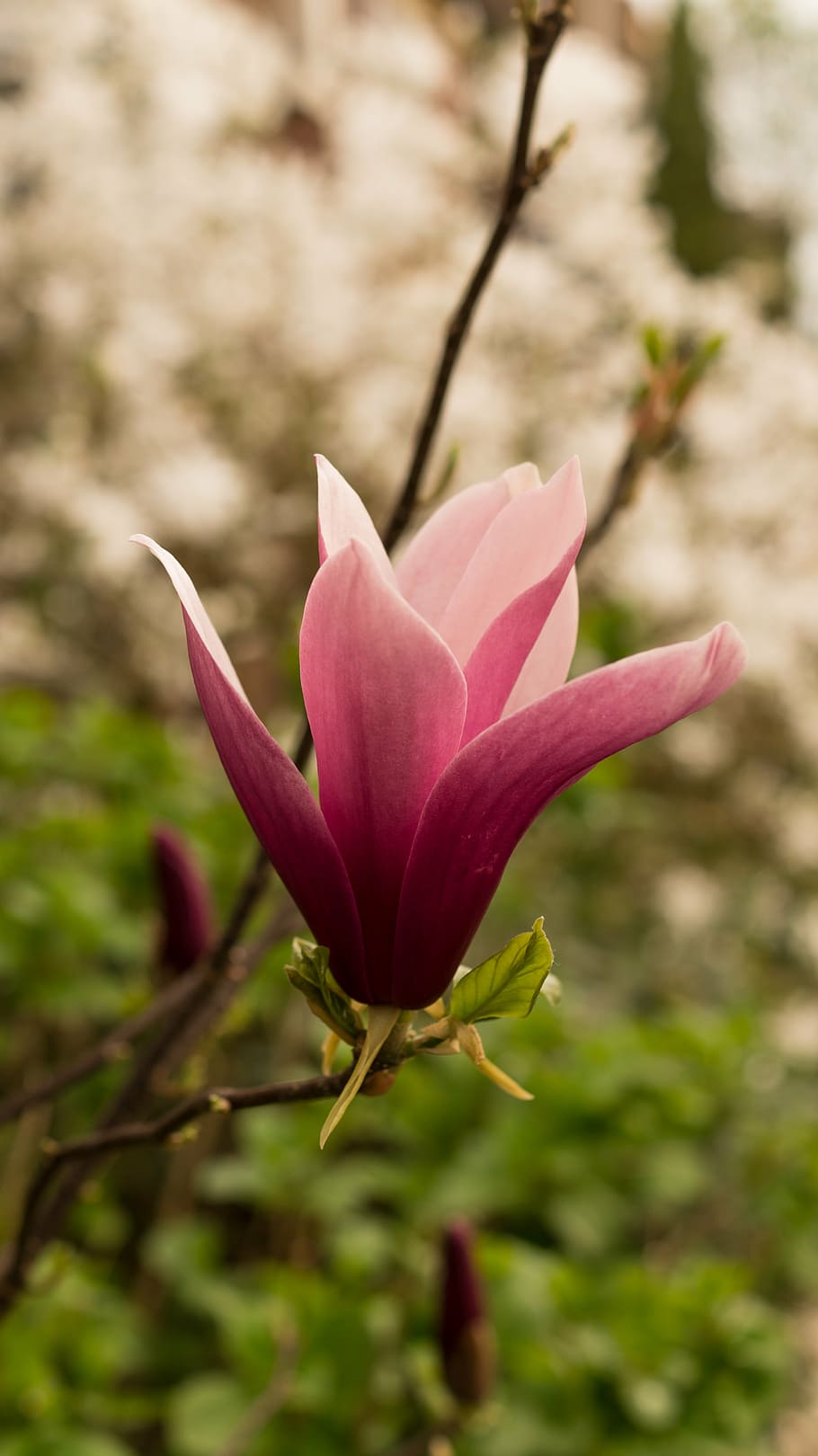 closeup, photography, pink, magnolia flower, petaled, flower, pink color, nature, fragility, close-up