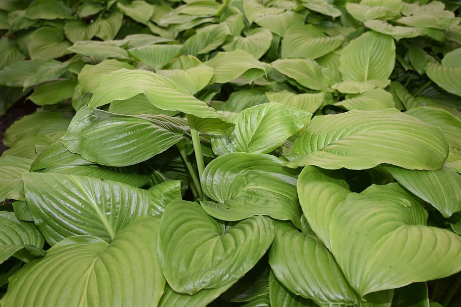 shadow lilies, hosta plantaginea, green, shadow, leaves, great, giant, set, lapú, light green