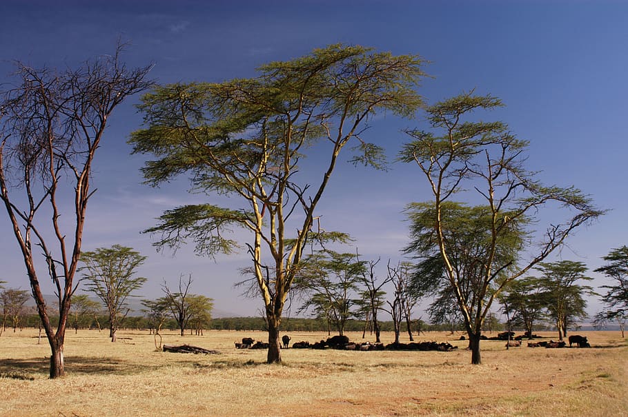 áfrica, kenia, safari, naturaleza, vida silvestre, salvaje, animal, desierto, paisaje, cielo