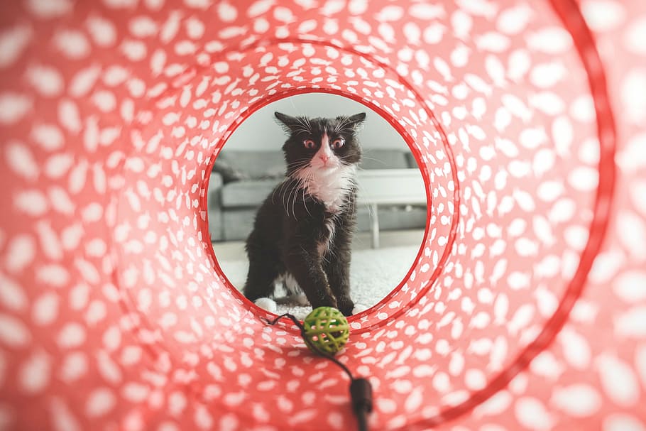 tuxedo cat, looking, green, plastic ball, agility tunnel, cat, play, toy, cute, domestic