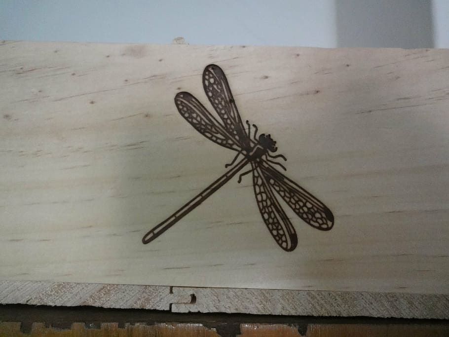 drawing, insect, dragonfly, wood, invertebrate, animal wing, animal, animal wildlife, wood - material, animal themes