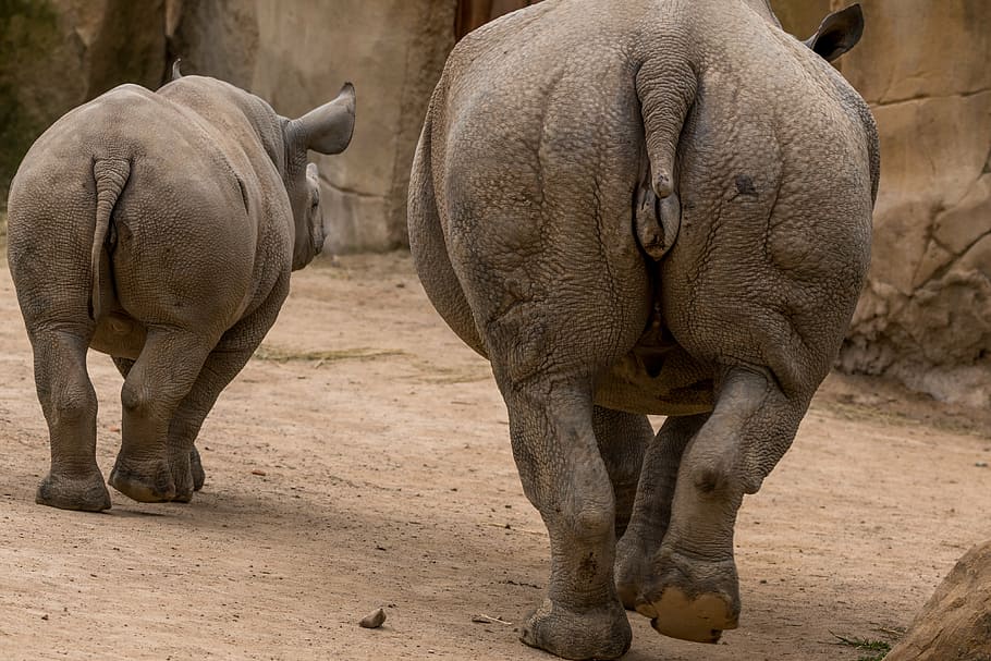 two gray rhinoceros, rhino, rhino young, africa, pachyderm, big game, rhinoceros, butt, skin, panzer