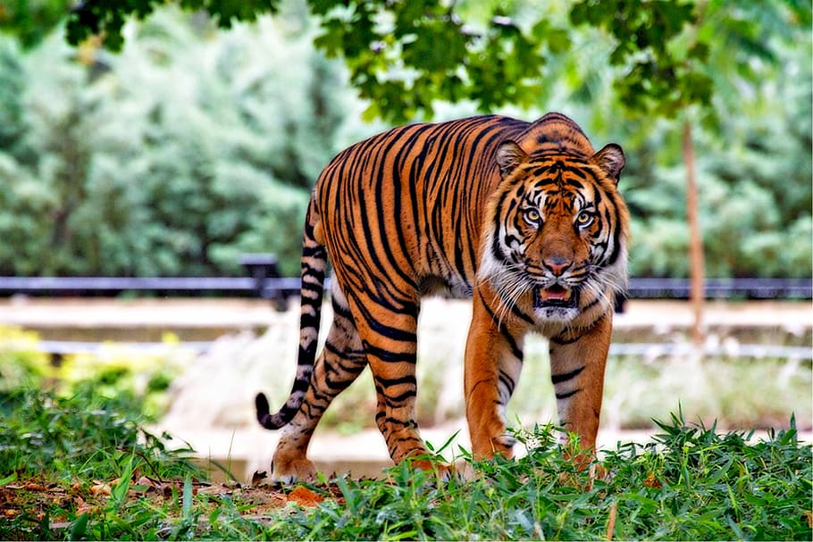 tigre, em pé, verde, grama, dia, tigre de sumatra, gato grande, listras, caminhada, predador