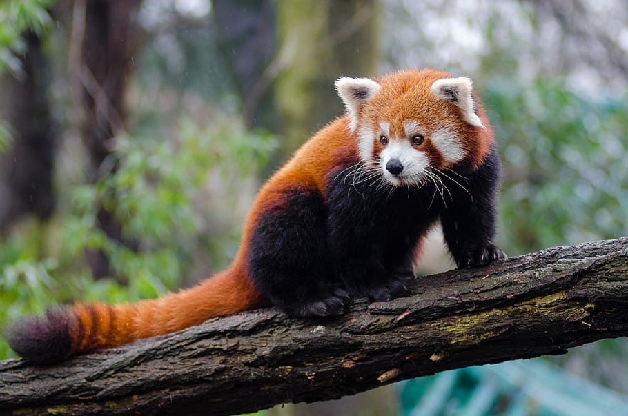 Panda rojo, temas de animales, animal, un animal, fauna animal, árbol, mamífero, animales salvajes, vertebrado, panda - animal