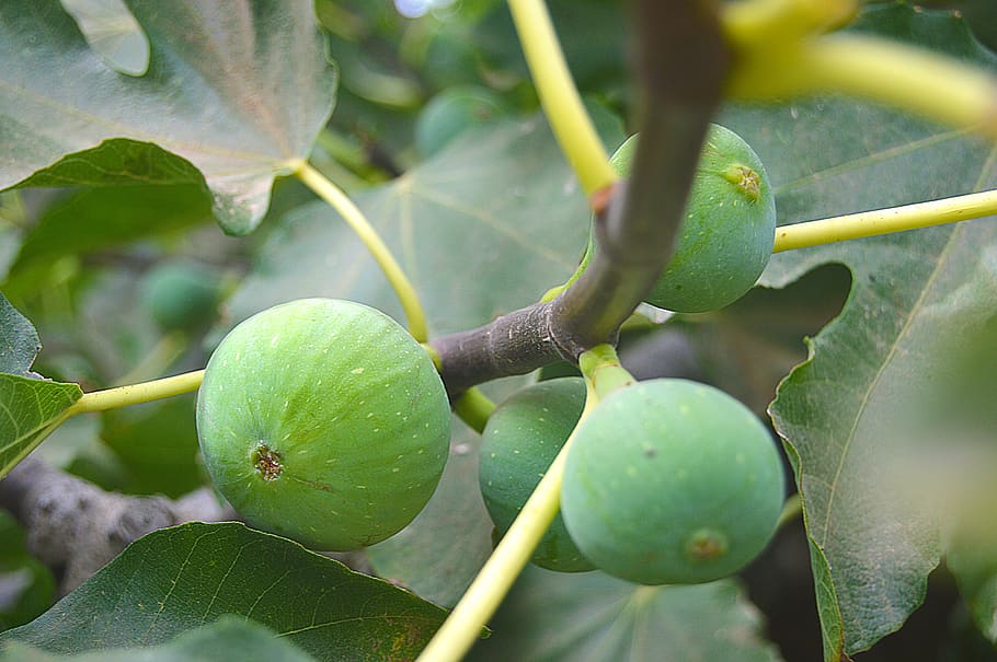 figs, fruits, fruit, fig tree, sweet, green, food and drink, plant, growth, food