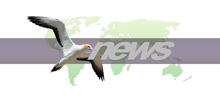 news text, continents, earth, bird, globe, world, news, press, newspaper, commenced