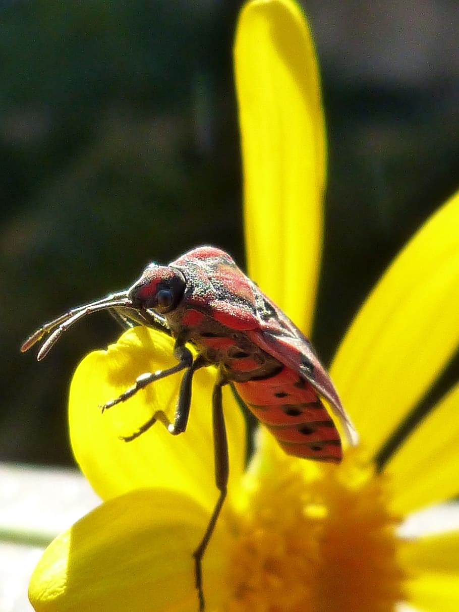 bug, insect, red, libar, daisy, yellow flower, invertebrate, animals in the wild, animal, animal wildlife