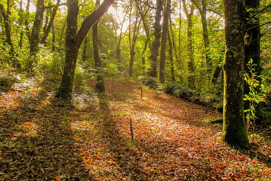Spain, Galicia, Landscape, Forest, Fraga, tree, nature, woodland, autumn, scenics