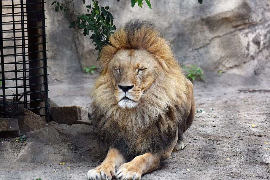 茶色のライオン ライオン 動物 男性 野生動物 大きな猫 猫 動物園 野生動物公園 南アフリカ Pxfuel