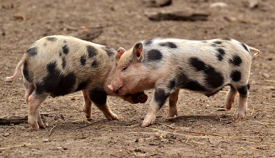 dua babi, babi, babi kecil, mini, imut, manis, mainkan, hewan, tema hewan, mamalia
